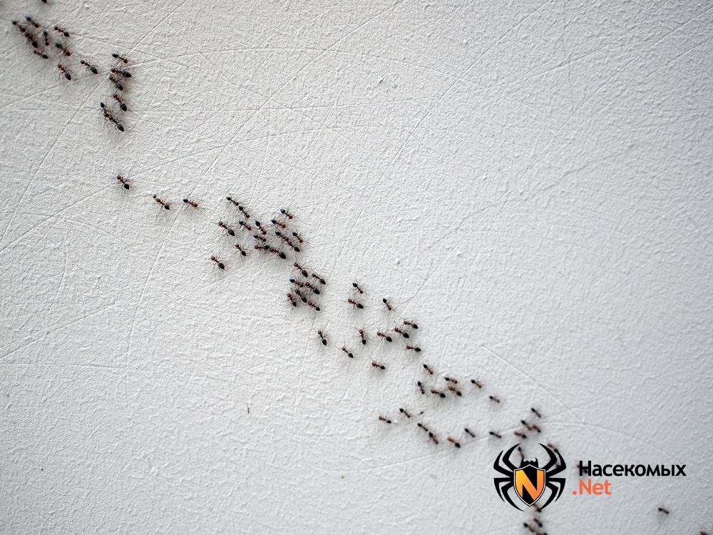 Им здесь не место: как избавиться от муравьев в квартире раз и навсегда